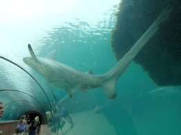 shark at an aquarium in the Bahamas. love the distortion