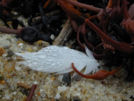 a feather with drops of ocean water on a bed of seaweed