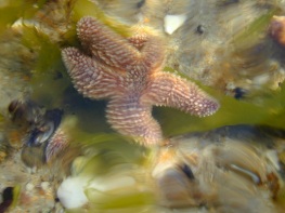 starfish in a tide pool at Cape Cod