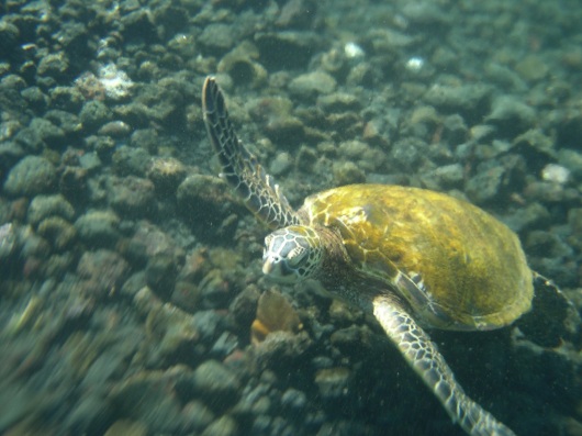 sea turtle in the champagne pools on the Big Island of Hawaii. he let me swim with him for quite some time